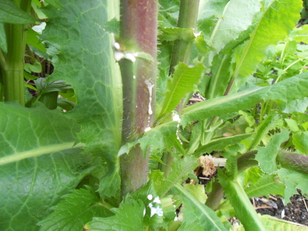 10g BULK WILD LETTUCE Lactuca Virosa seeds medicinal herb seed pack by WSS