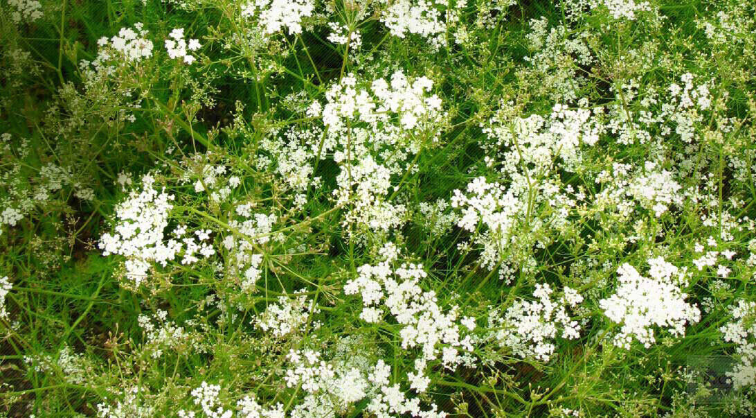 Scarborough Seeds 250 CUMIN SEEDS NON-GMO HEIRLOOM OPEN-POLLINATED HERB
