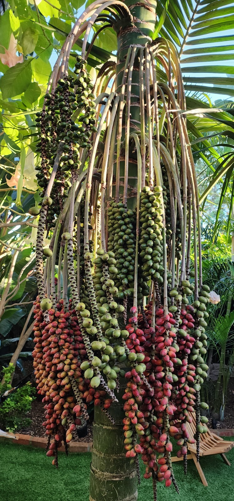 California Grown Kentia Palm Seeds, pack of 10, Howea Forsteriana