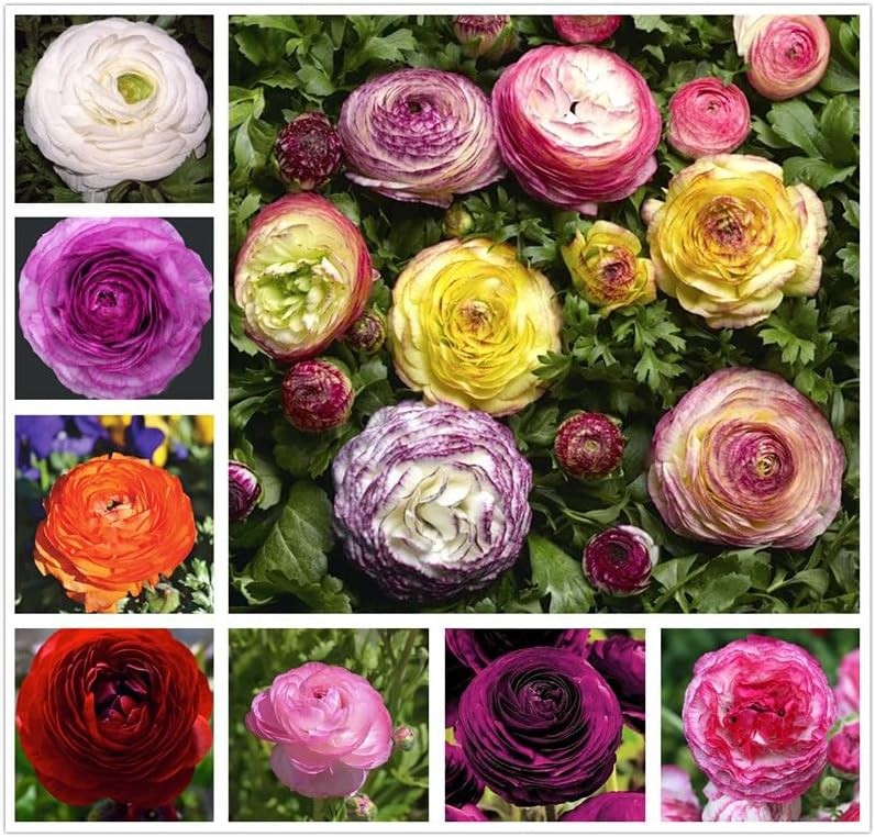 10PCS Mixed Color Ranunculus Bulbs Double Buttercups Spring Rose Bulb Wedding Fl