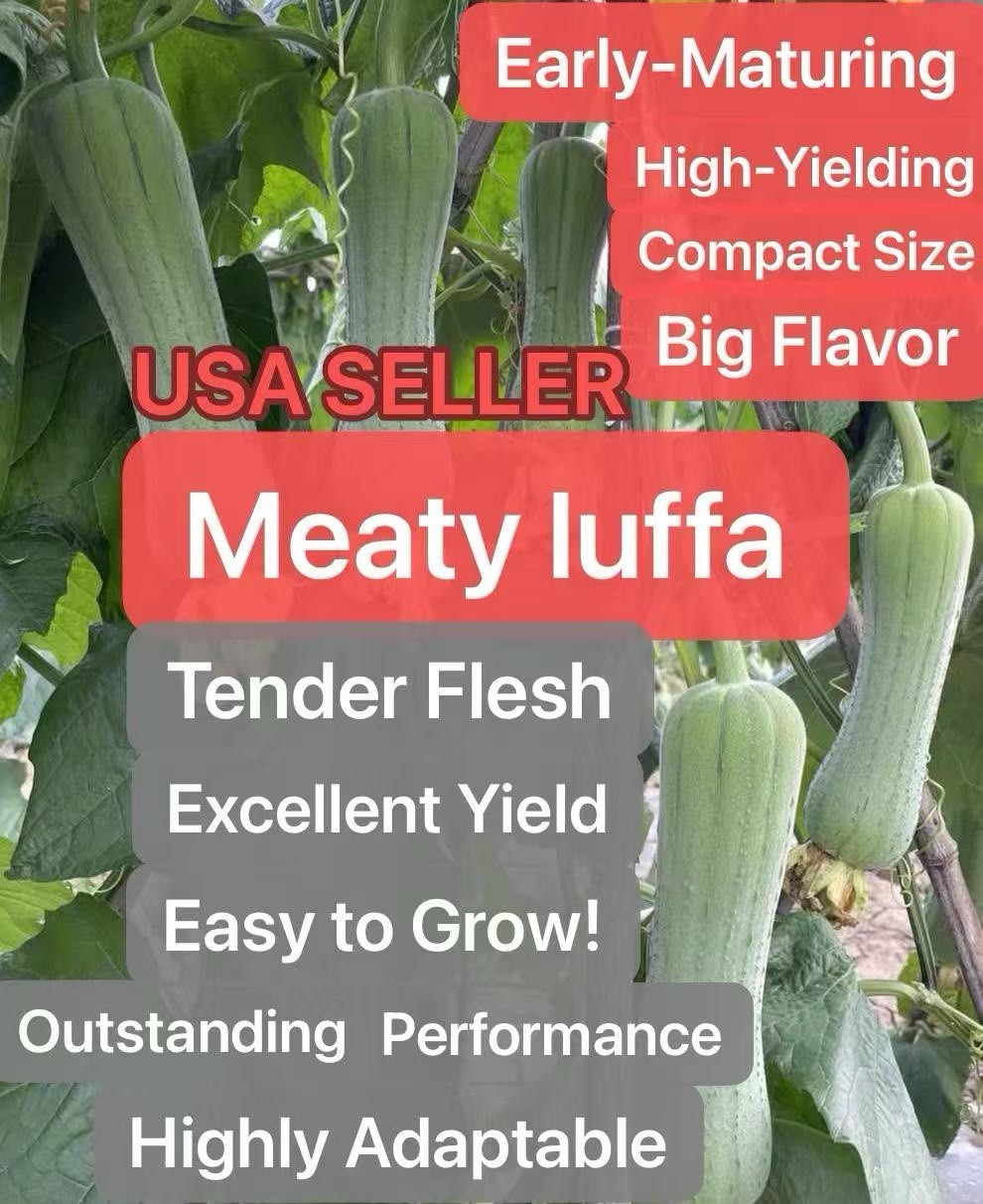 20 Luffa Gourd-Loofah Sponge Heirloom SEEDS Harvested In 2025