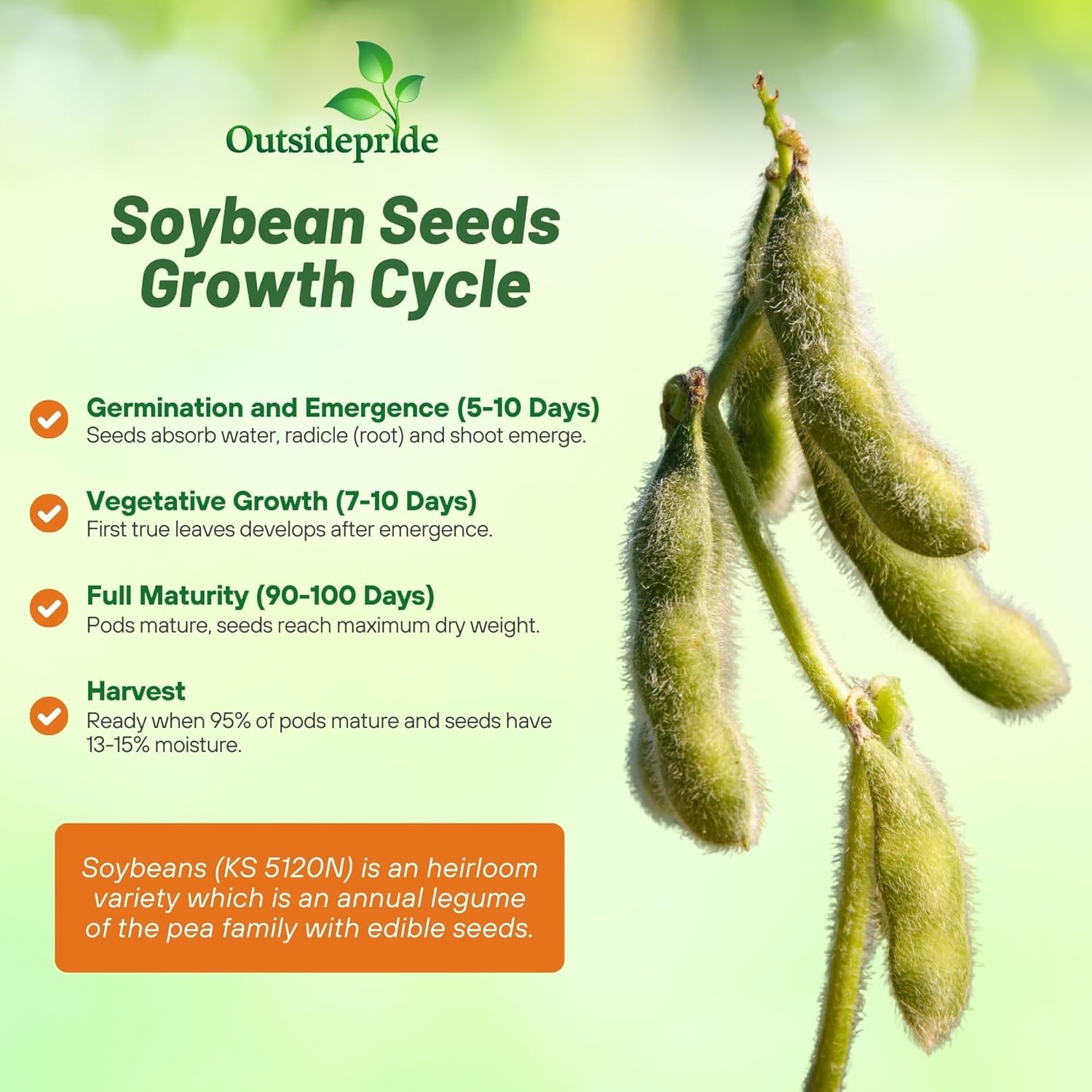 50 LBS KS 5120N Soybean Seeds For Forage