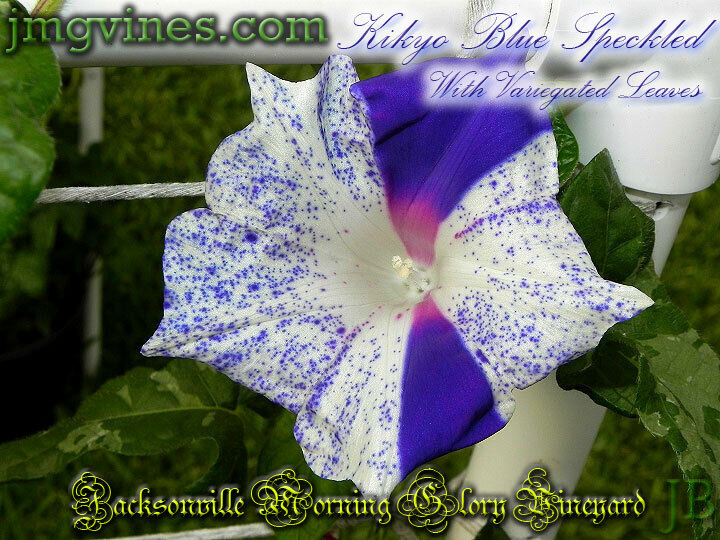 Kikyo Blue Speckled Variegated Leaves Japanese Morning Glory 6 Seeds