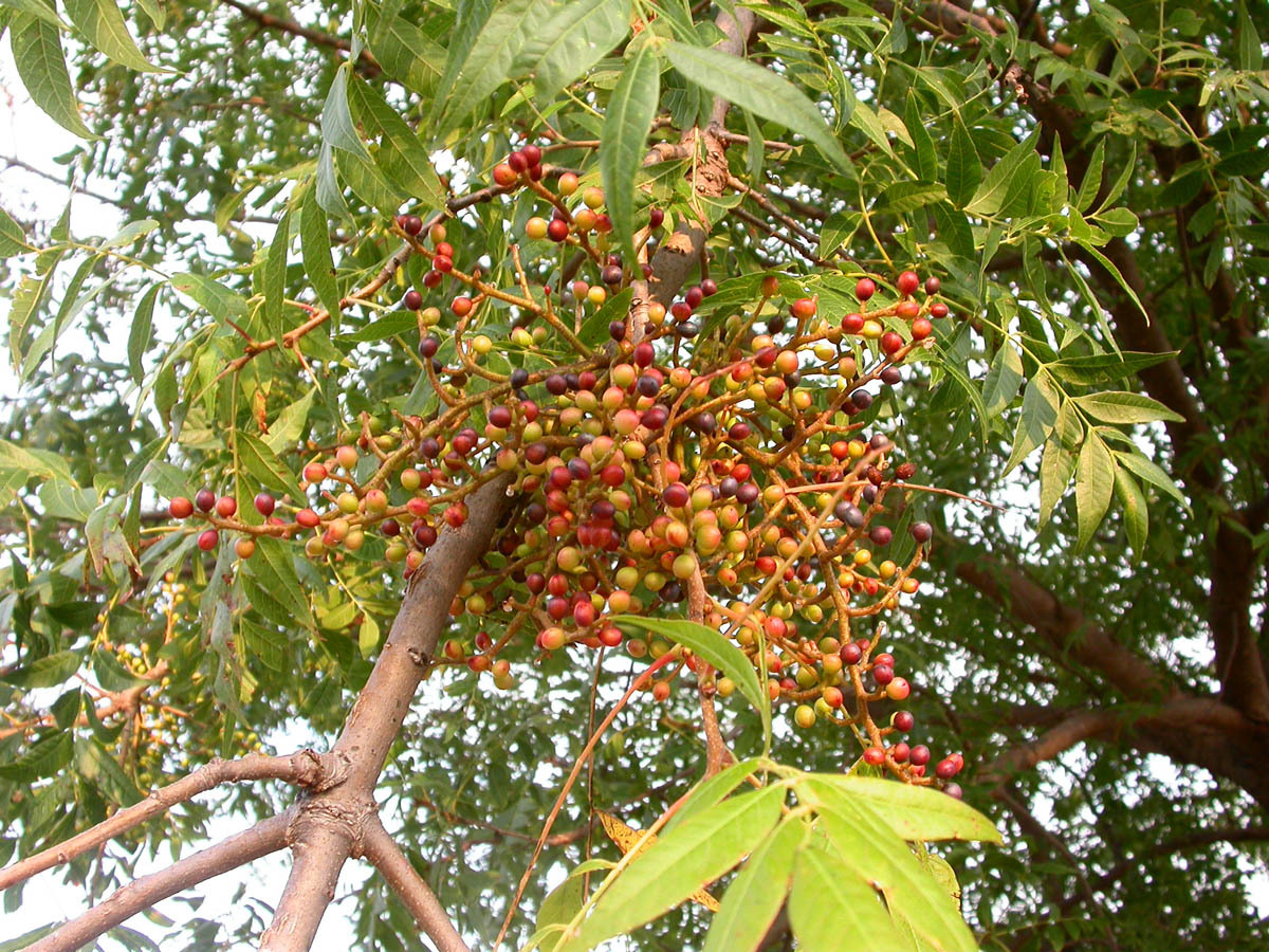 Chinese Pistache, (Pistachio) Pistacia chinensis, Tree Seeds