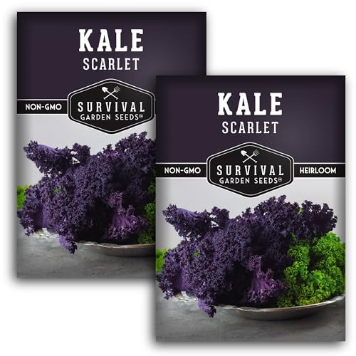 Scarlet Kale Seeds for Planting – Heirloom Purple Kale – Cold Hardy for Fall 2