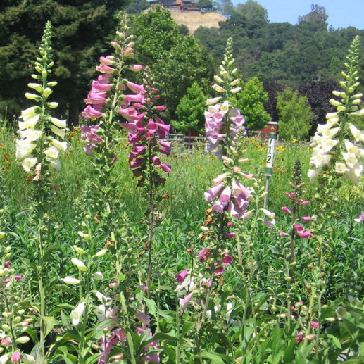 Foxy Mix Foxglove Seeds | Non-GMO | Free Shipping | Seed Store | 1245