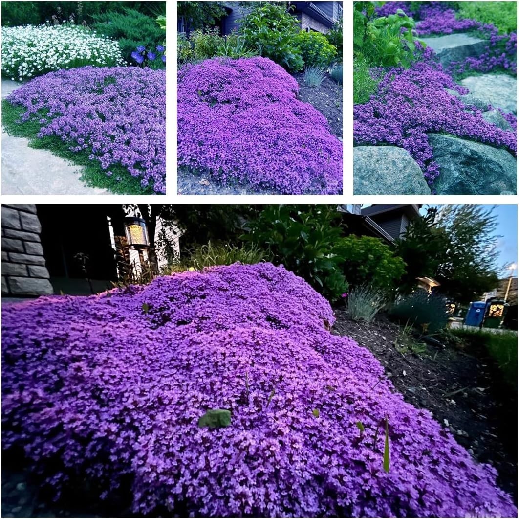 20,000+ Creeping Thyme Seeds Ground Cover, Non-GMO Perennial Flower Purple