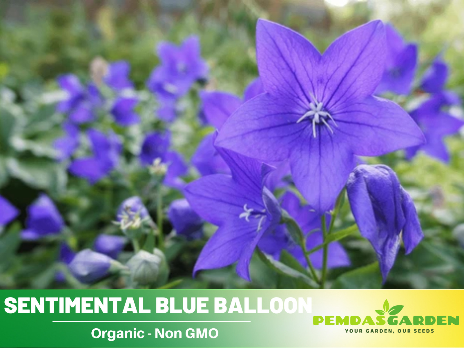 60 seeds| Blue Balloon Flower (Platycodon grandiflorus) Herb seeds #6005