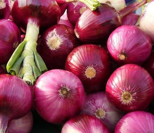 Ruby Red Onion Seeds 200+ Allium Cepa Vegetable Garden NON-GMO USA Free S&H