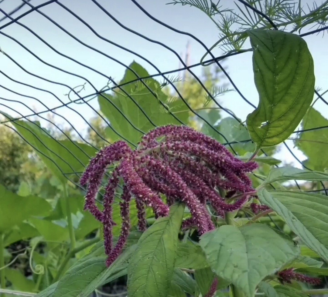 Amaranth Mixed Seeds 50 Organic Seeds