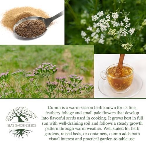 Cumin Seeds (Cuminum cyminum) – 300+ Heirloom Non GMO Seeds by Isla’s Garden
