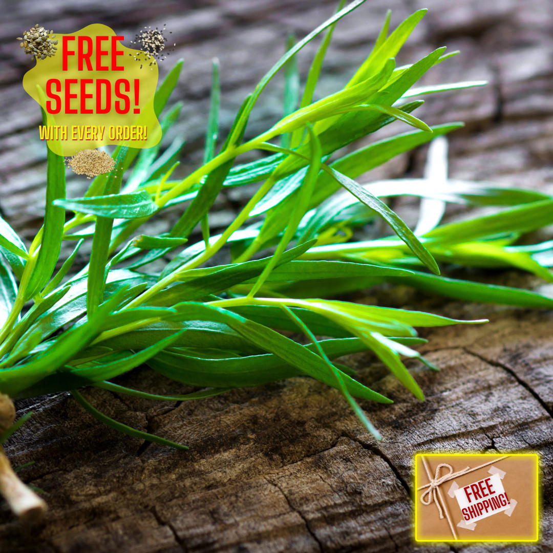 Fresh Tarragon Seeds | Cooking | Gardening | Heirloom Non-GMO | Herb Seeds