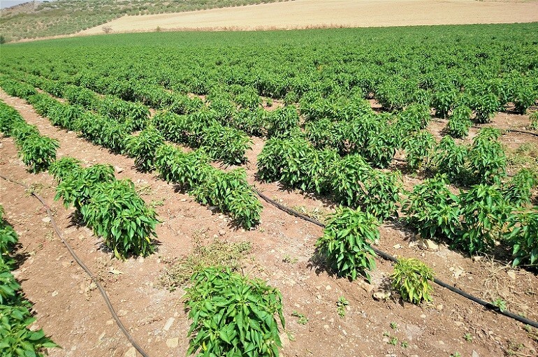 SWEET RED CHERRY PEPPER SEEDS NON-GMO SUPER FLAVOR GREAT FOR PICKLING tastee!