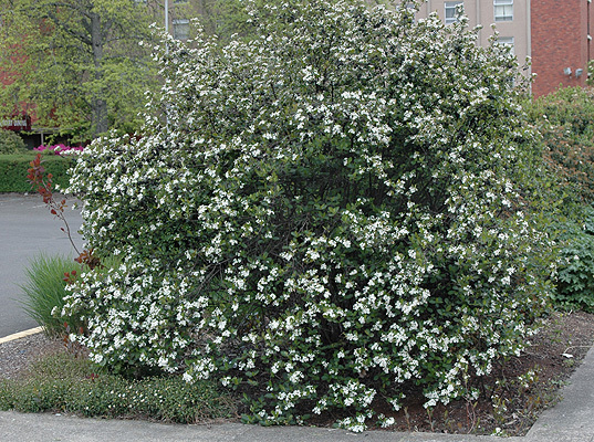 Black Chokeberry Shrub, Aronia melanocarpa, Seeds (Edible, Fall Color, Hardy)