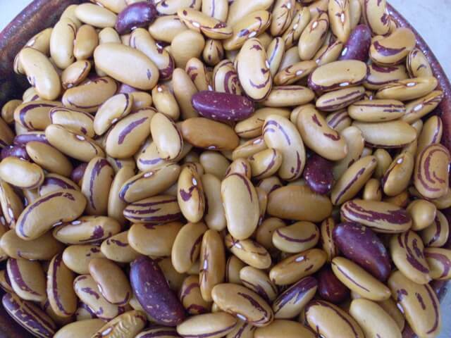 10 Seeds TIGER’S EYE Beans Bush Shell or Dry Beautiful Golden color Heirloom