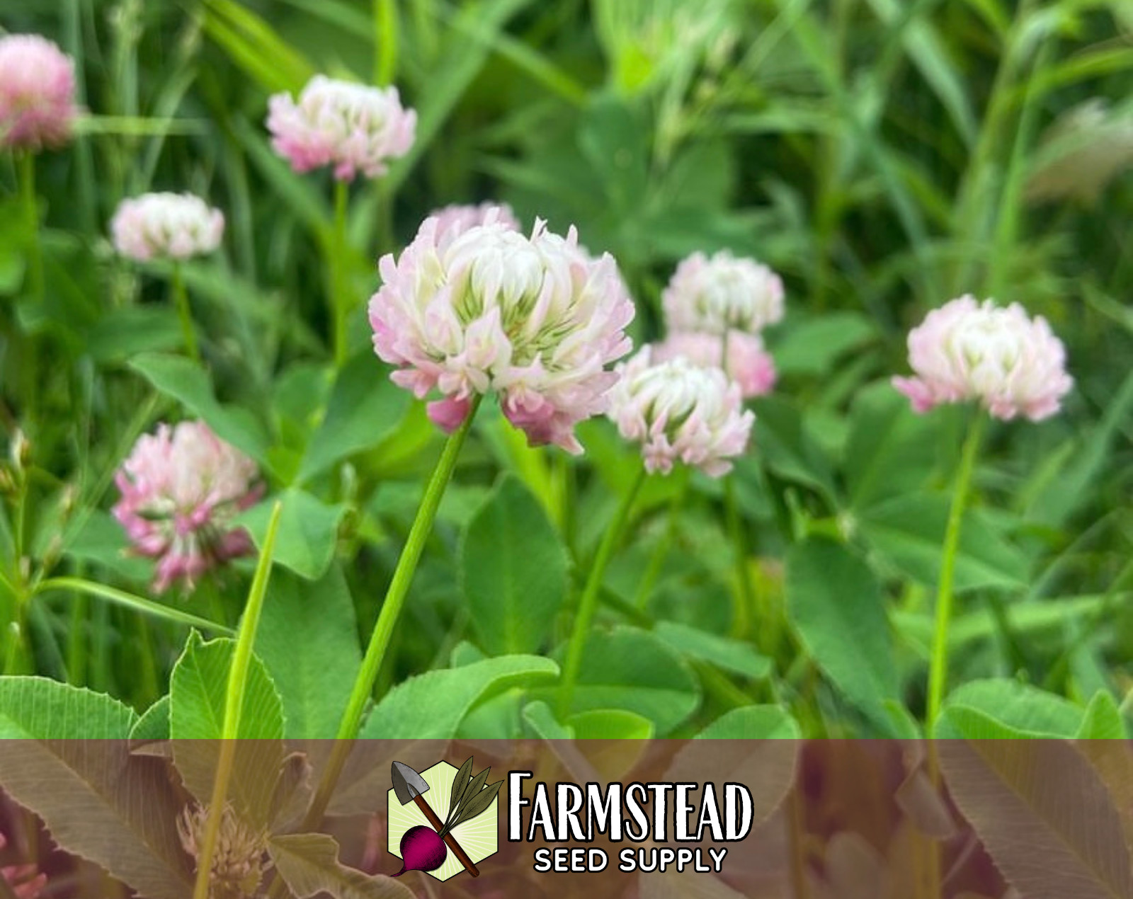 6100+ Alsike Clover Flower Seeds | Wildflower Seed Packet for Pollinators, Bees