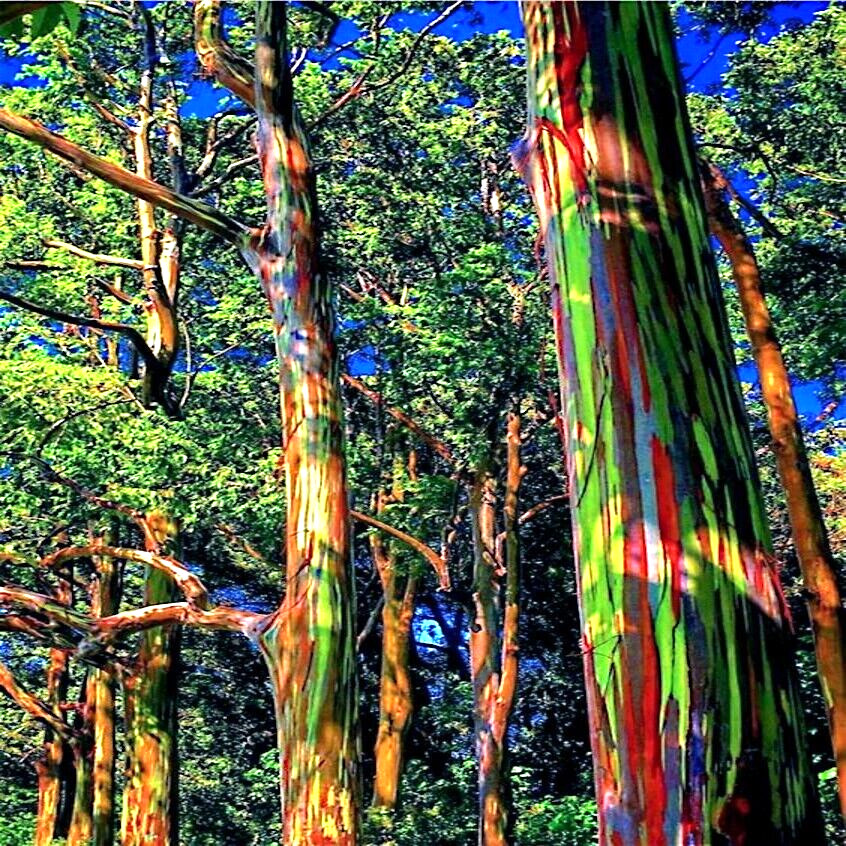 50 Rainbow Eucalyptus deglupta Tree Seeds Fast Tropical Indonesian Mindanao Gum