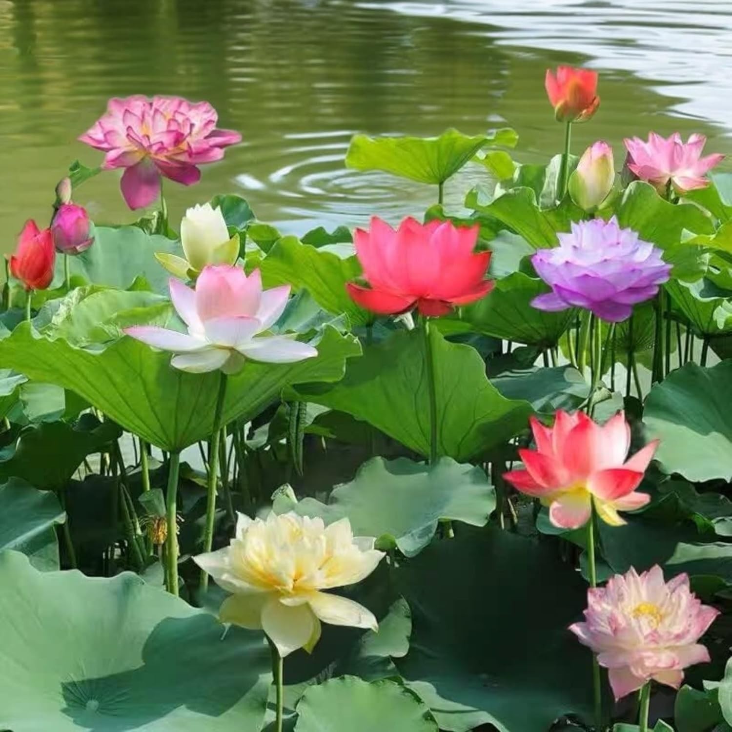 Beautiful Aquatic Lotus Seeds 12pcs – Grow Stunning Flowers Indoors or Outdoors