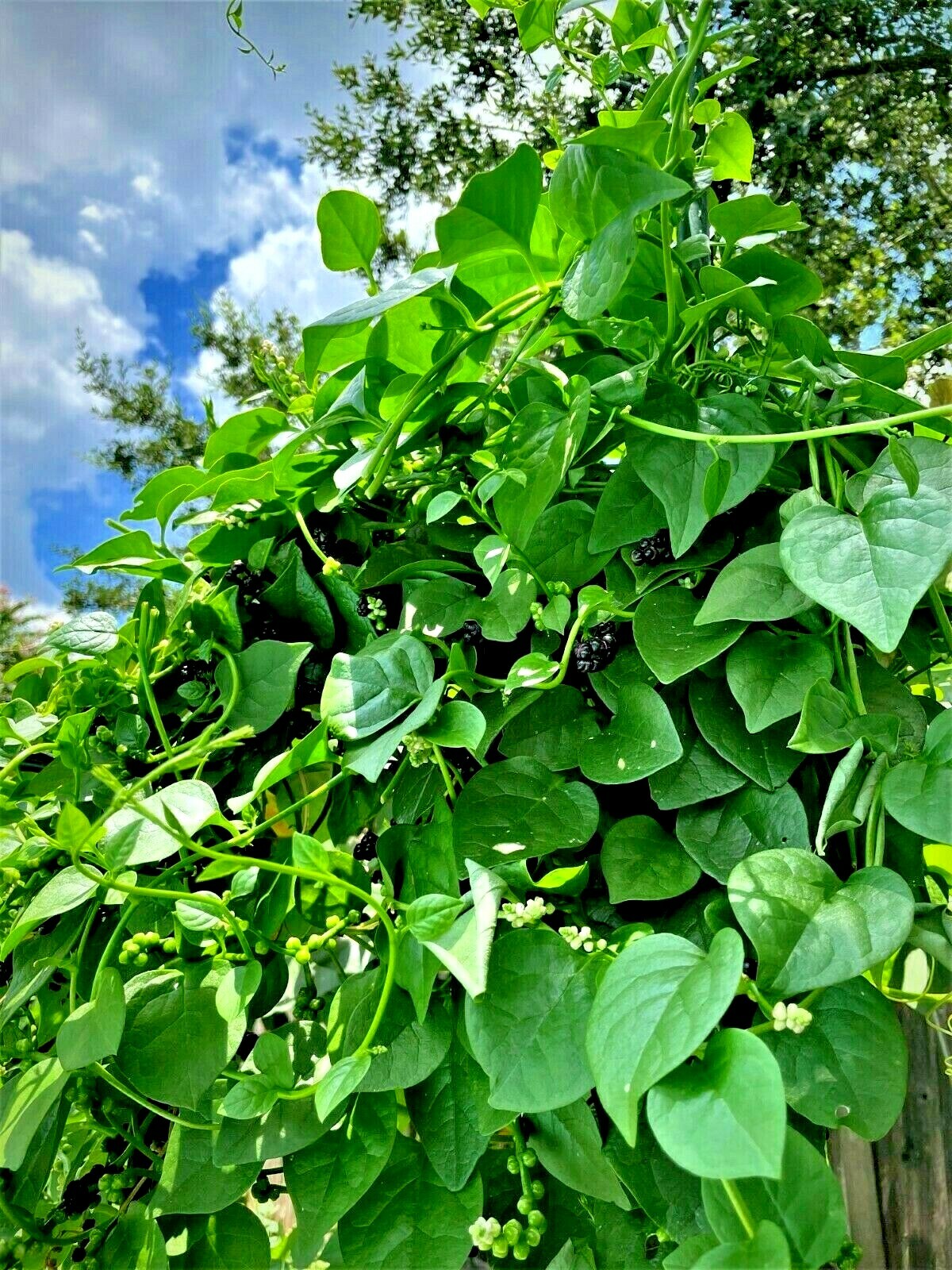 50 Organic Malabar GREEN Stem Spinach Vietnamese Spinach Seeds