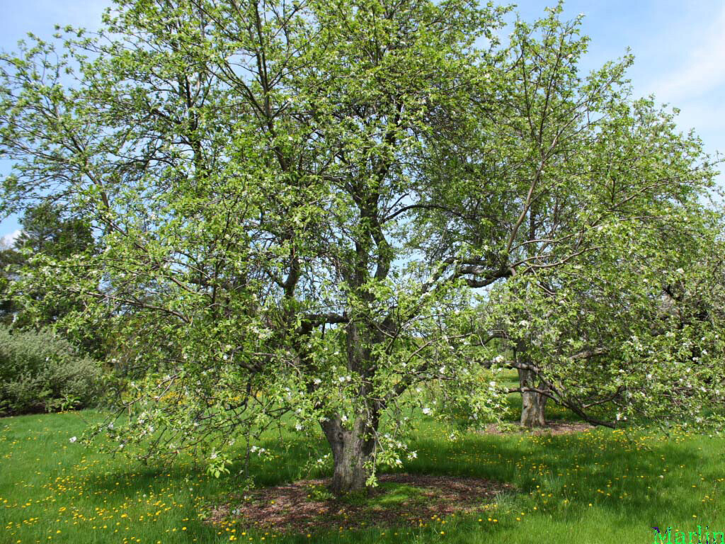 Red Delicious Apple, Malus pumila