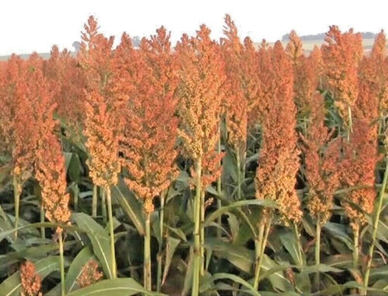 Rox Orange Syrup Cane Sorghum 100+ Seeds grain Broom Corn