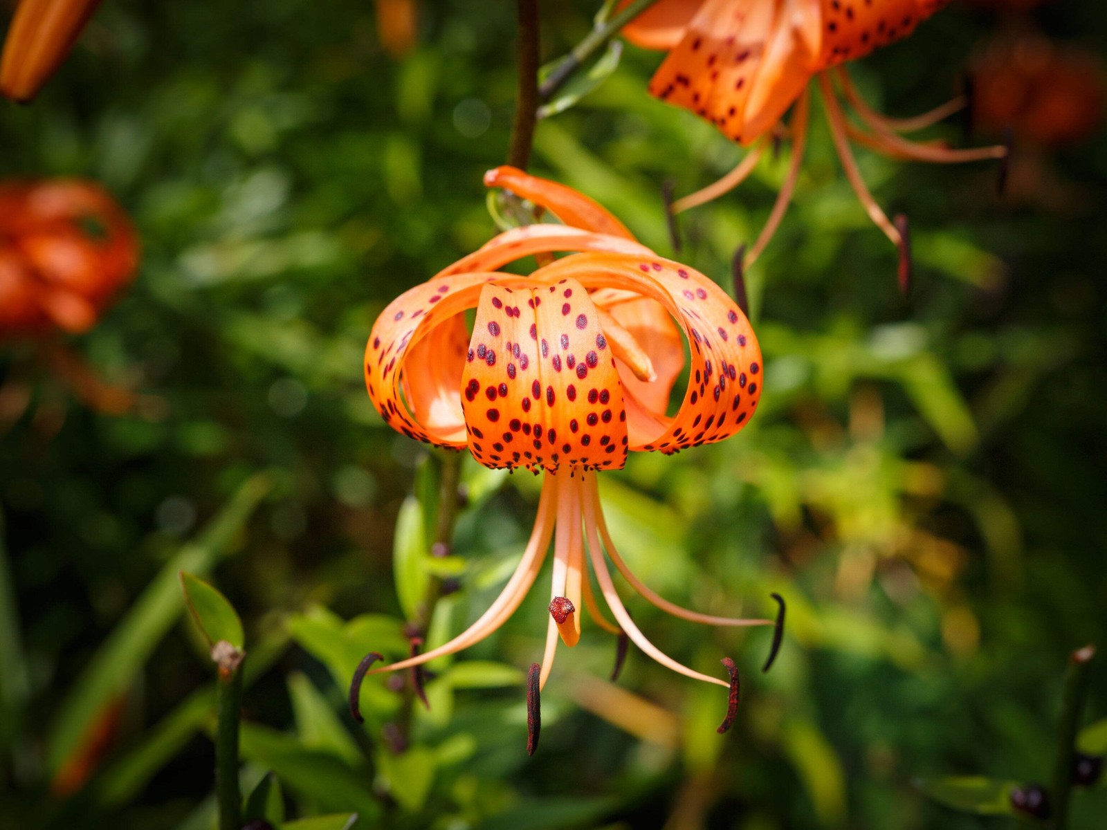 20 Orange TURKS CAP Tiger LILY Lilium Superbum Flower Seeds *Flat S/H
