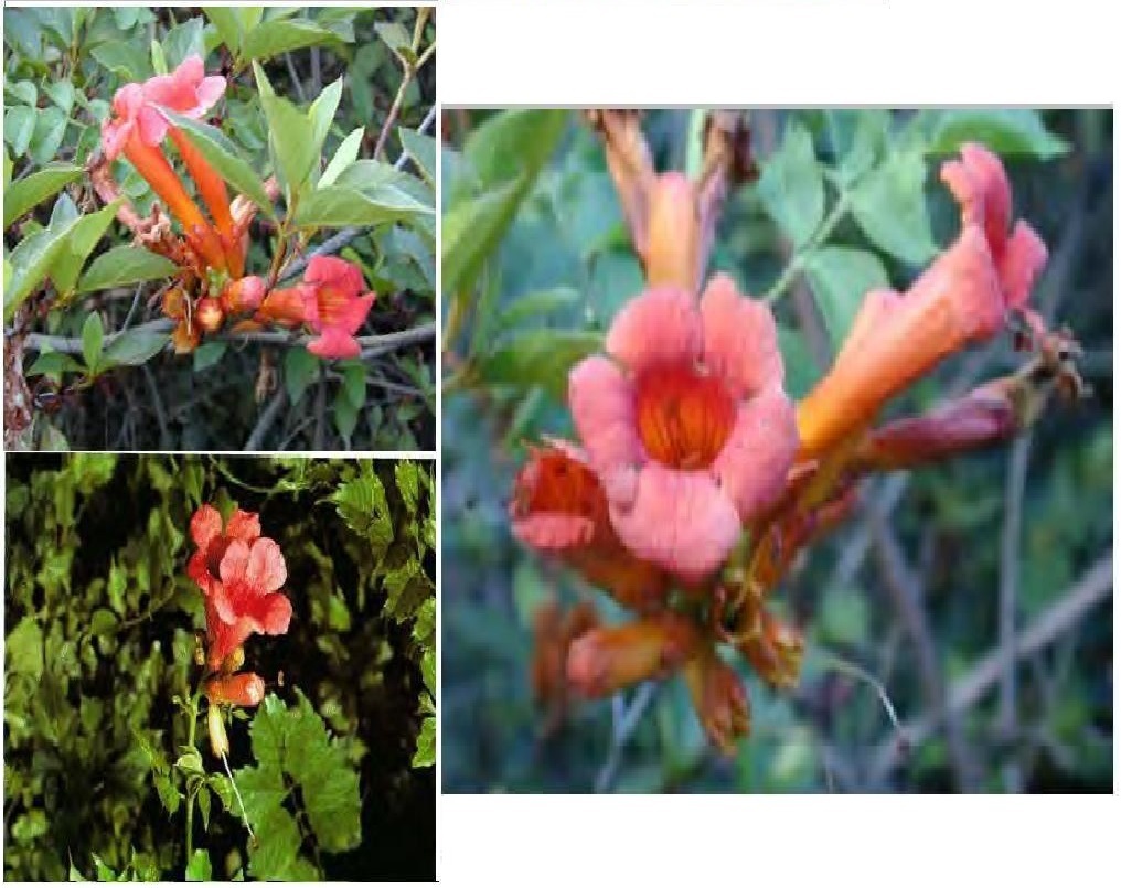 BUY 1 GET 1 FREE ORANGE TRUMPET HUMMINGBIRD COWITCH VINE 100 TOTAL SEEDS USA