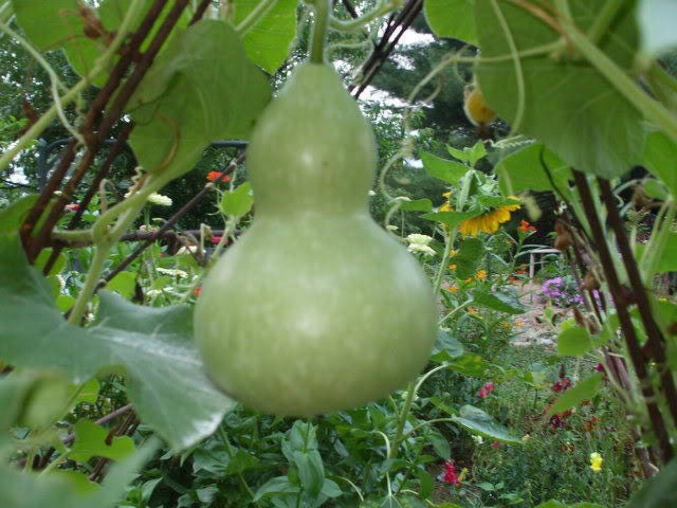 20 BIRDHOUSE GOURD (Hard Shelled Gourd, Calabash) Lagenaria Siceraria Vine Seeds