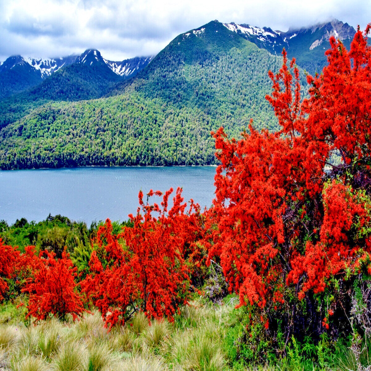 10 Chilean Firebush Tree Seeds Embothrium coccineum Flame Flower Plant RARE!