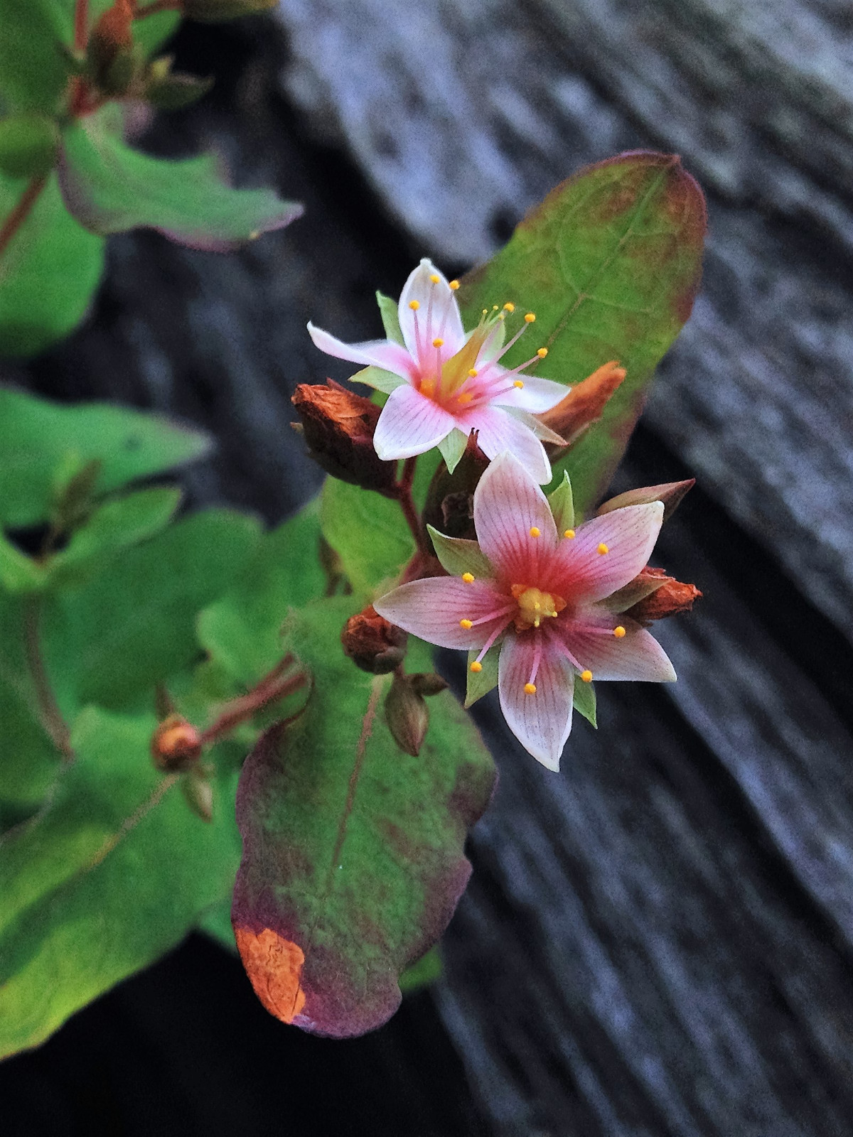 50 MARSH SAINT JOHN’S WORT Hypericum Virginicum Pink Mauve Flower Seeds *CombS/H