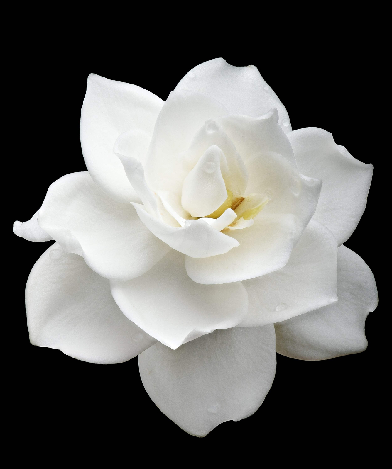 50 GARDENIA / CAPE JASMINE Jasminiodes Fragrant White Shrub Flower Seeds *FlatSH