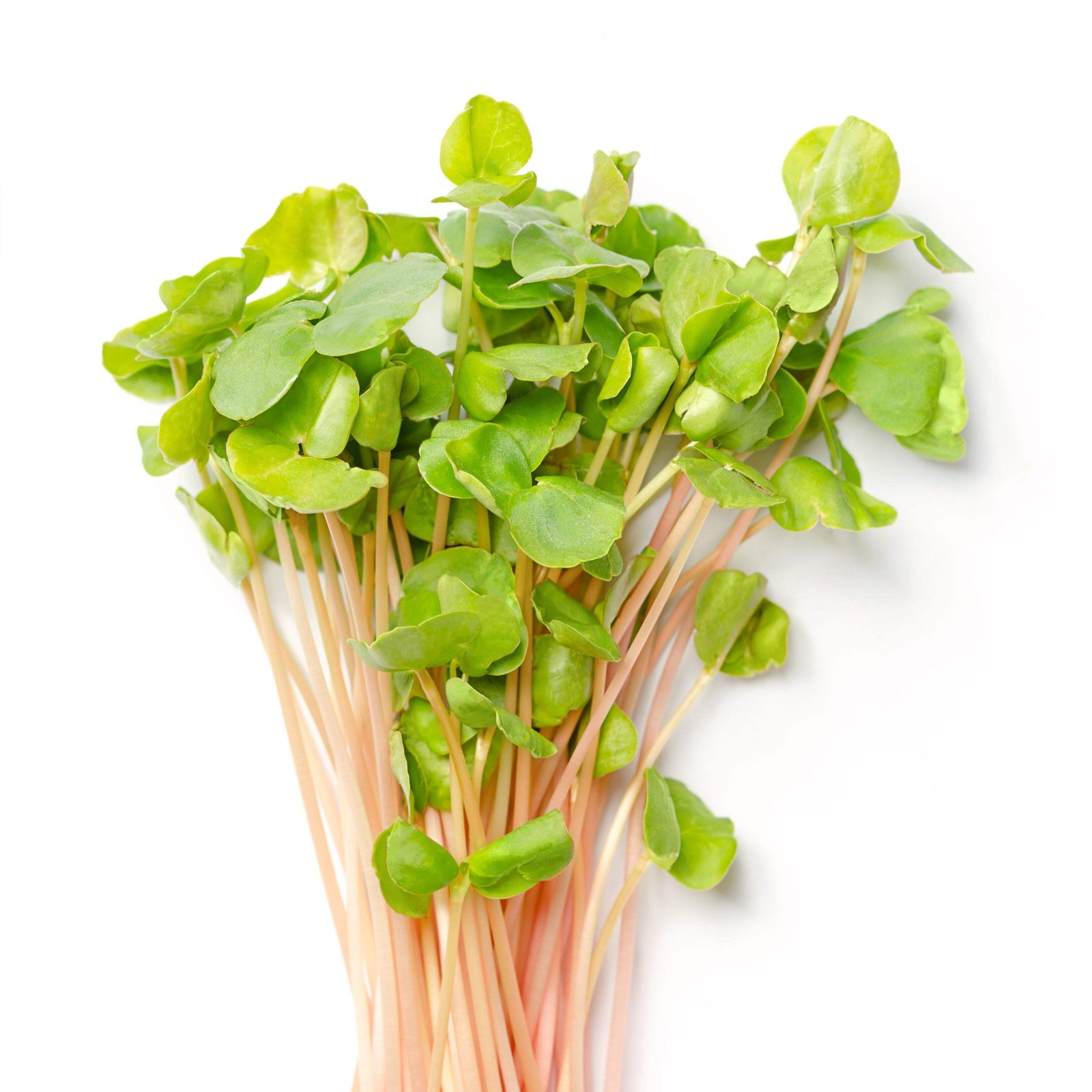 200 BUCKWHEAT Fagopyrum Esculentum Grain Cover Crop Ground Cover Flower Seeds