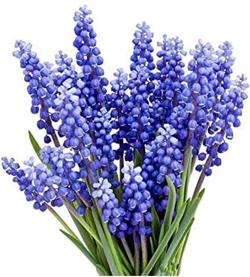 Guaranteed Germination – 15 Grape Hyacinth Bulbs for Colorful Spring Gardens