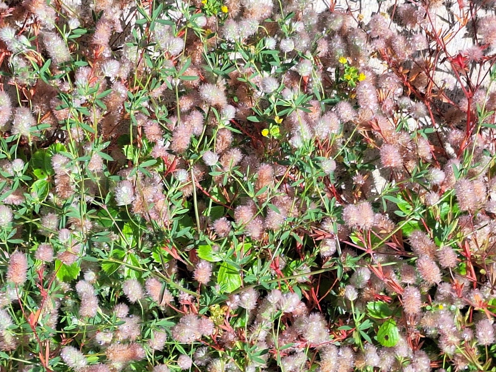 RABBIT’S FOOT CLOVER 200 SEEDS, TRIFOLIUM ARVENSE, FUZZY BUNNIES, EZ TO GROW
