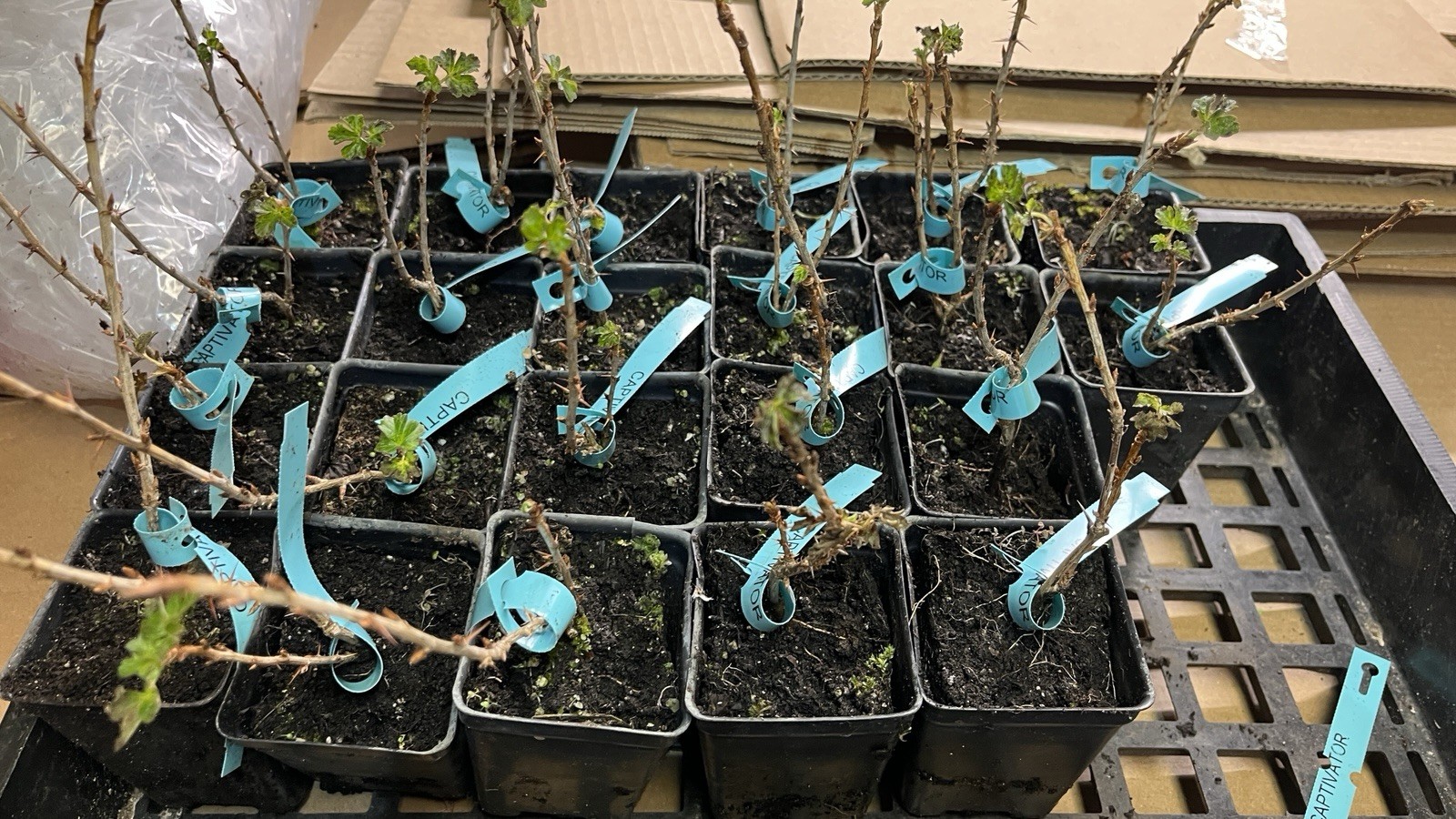 Captivator Red Gooseberry Plant well rooted starter plant 6-12 inches tall