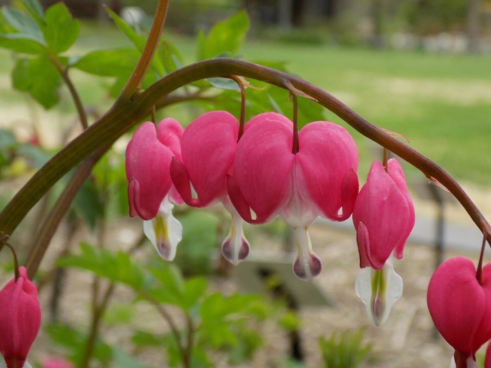 Love Valentine Flowers Lamprocapnos Spectabilis Asian Bleeding Heart 10 seeds
