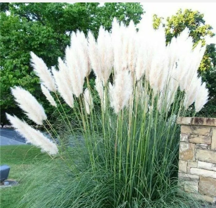 10 Seeds White Pampas Grass Perennial Flowering Ornimental Grasses Flower
