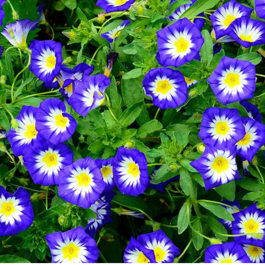 Fresh Morning Glory Seeds | Royal Ensign | Heirloom Non-GMO | Flower Seeds