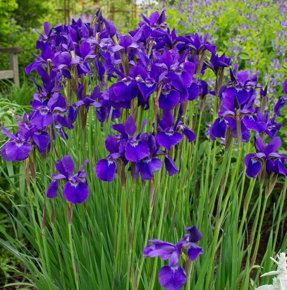 JAPANESE IRIS Caesars Brother- 3 Rhizomes