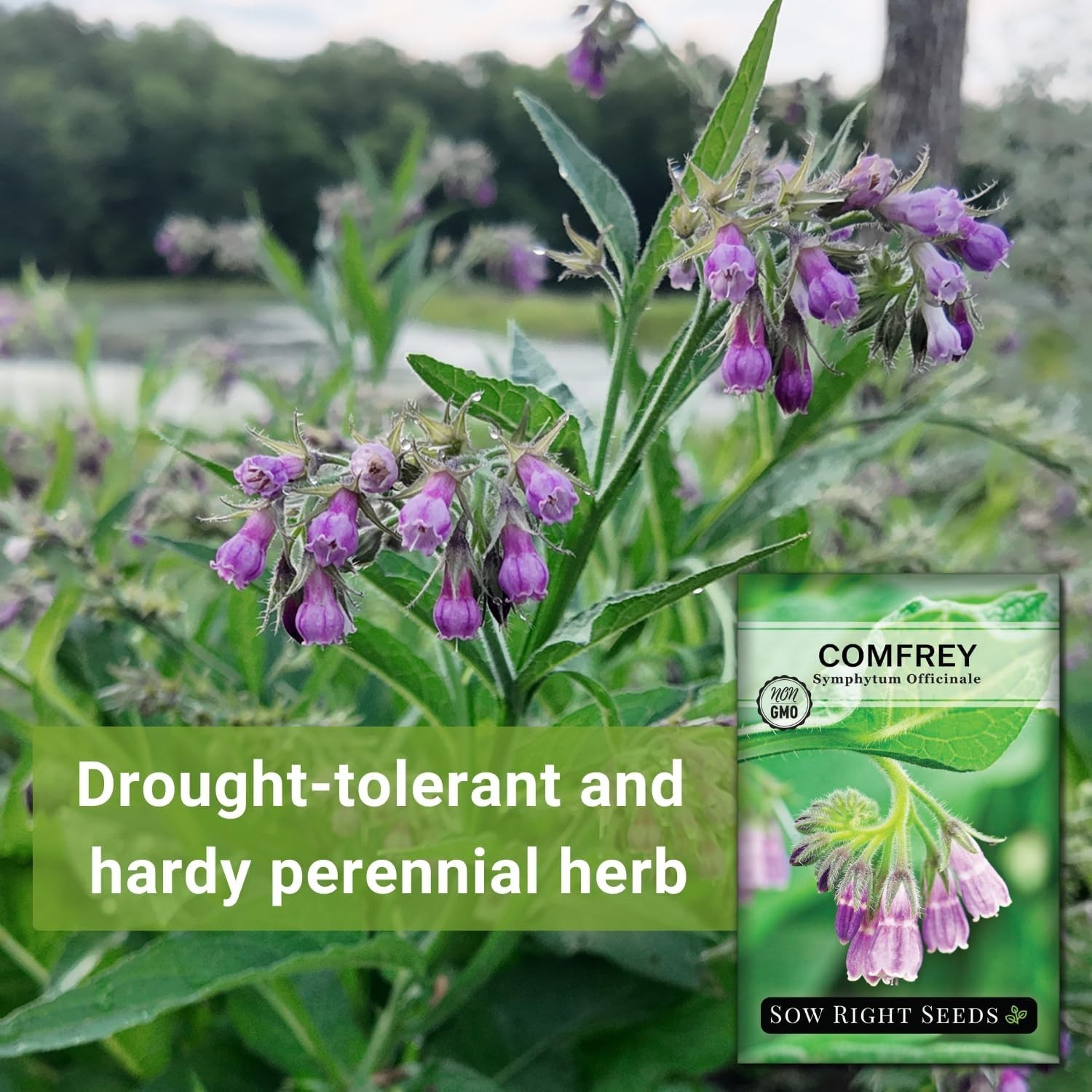Medicinal Comfrey Seeds – Non-GMO, -Round Blooms for Herb Gardens & Remedies