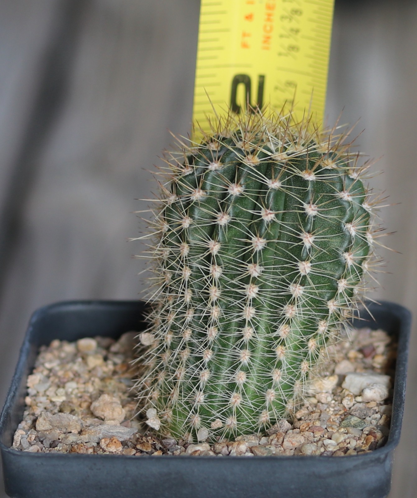 Echinopsis hybrid ‘Windigo’