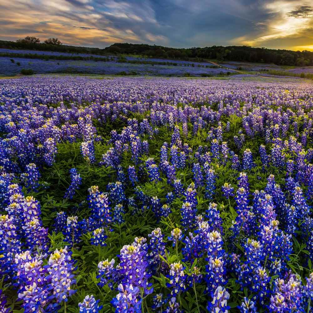 1 LB Texas Bluebonnet Seeds For Planting | Wildflower Seed For Planting Outdoors