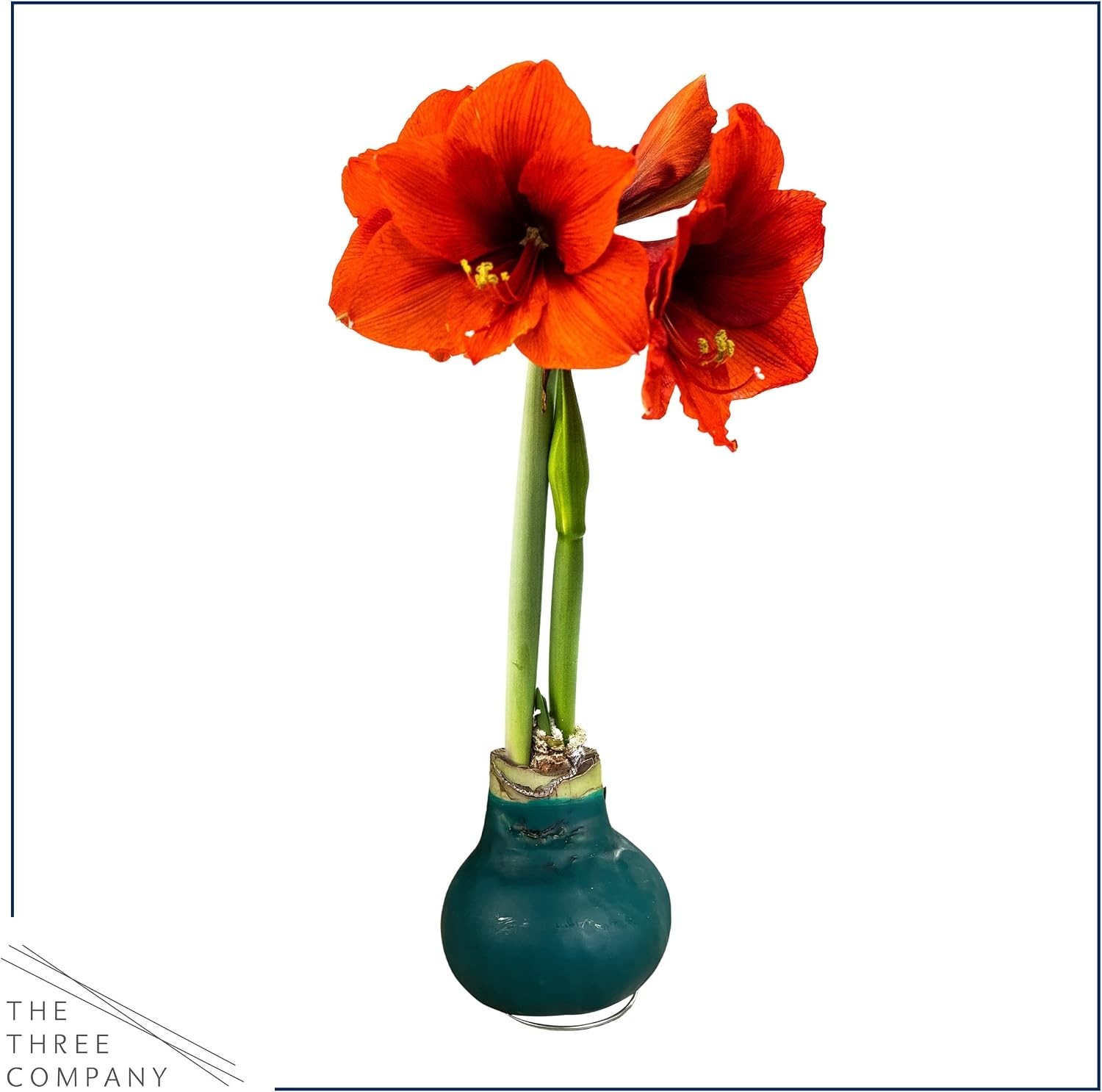 Live Waxed Amaryllis Bulb with Red Blooms – Low Maintenance Indoor/Outdoor Plant