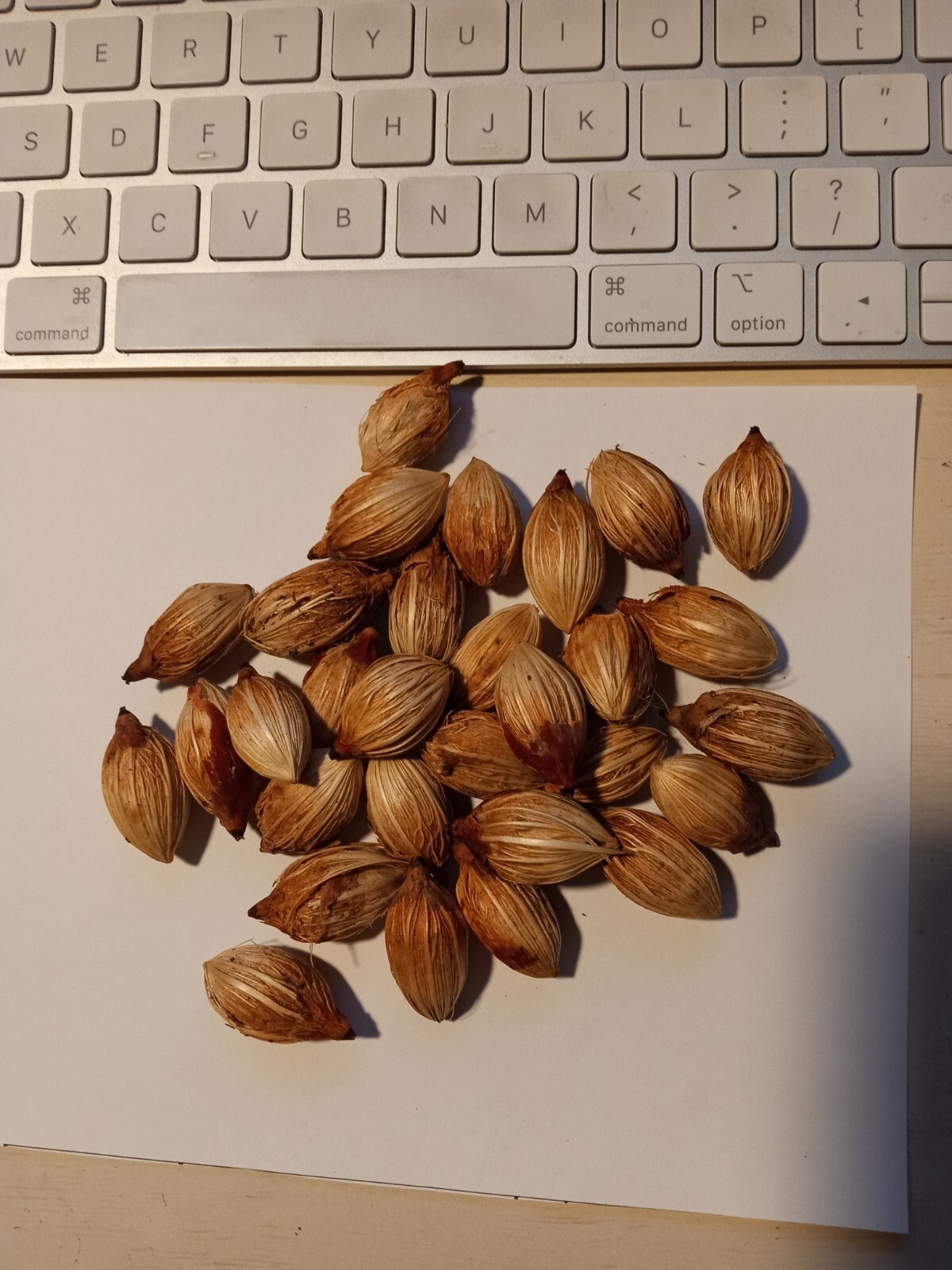 30 Seeds Christmas Manila Palm Tree Adonidia merrillii live tropical plants 2025