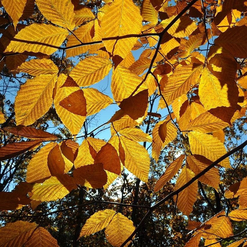100 American Beech Tree Seeds (Fagus grandifolia) Hardy Zones 3-9 Fresh Nov. 25