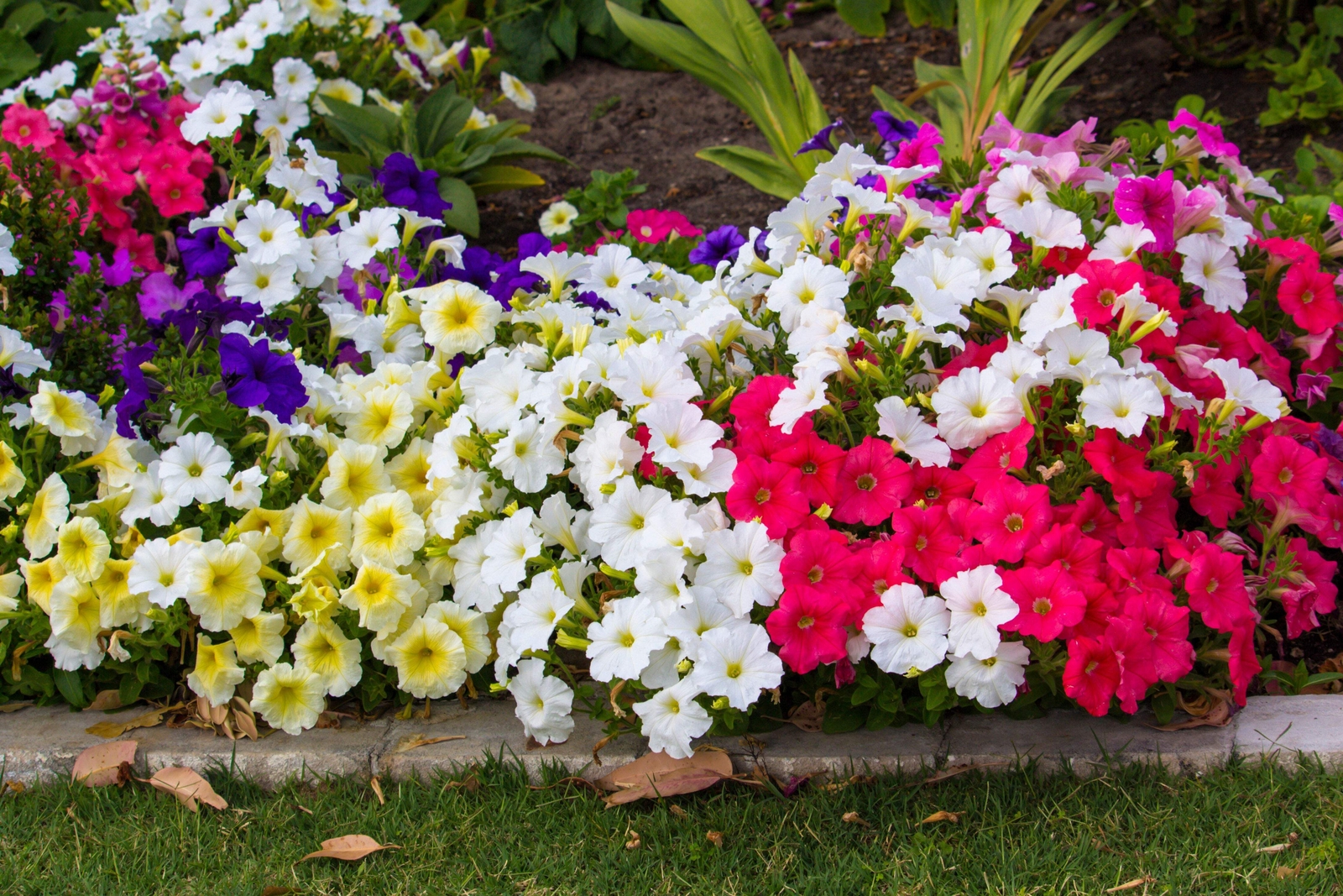 250 MIXED COLORS PETUNIA Red Pink White Purple ++ Flower Seeds *Flat S/H