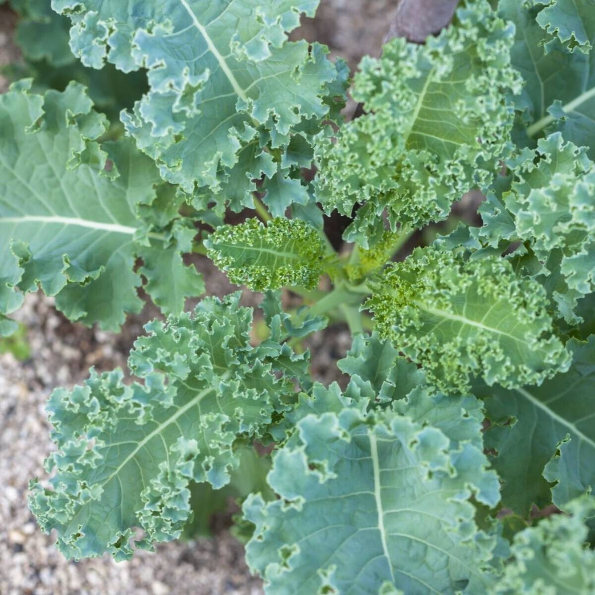 200+ seeds, Kale Seeds – Dwarf Siberian, heirloom, open pollinated, Non-GMO