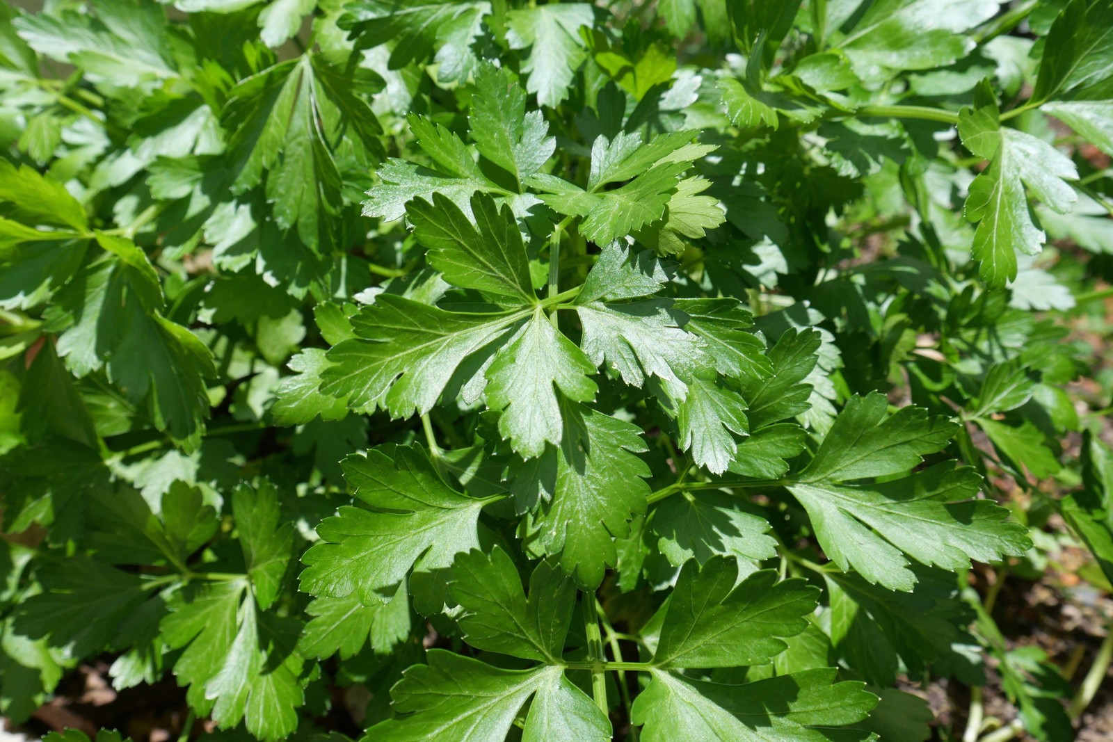 1500 FLAT LEAF PARSLEY Seeds Petroselinum Crispum Plain Single Italian Parsley