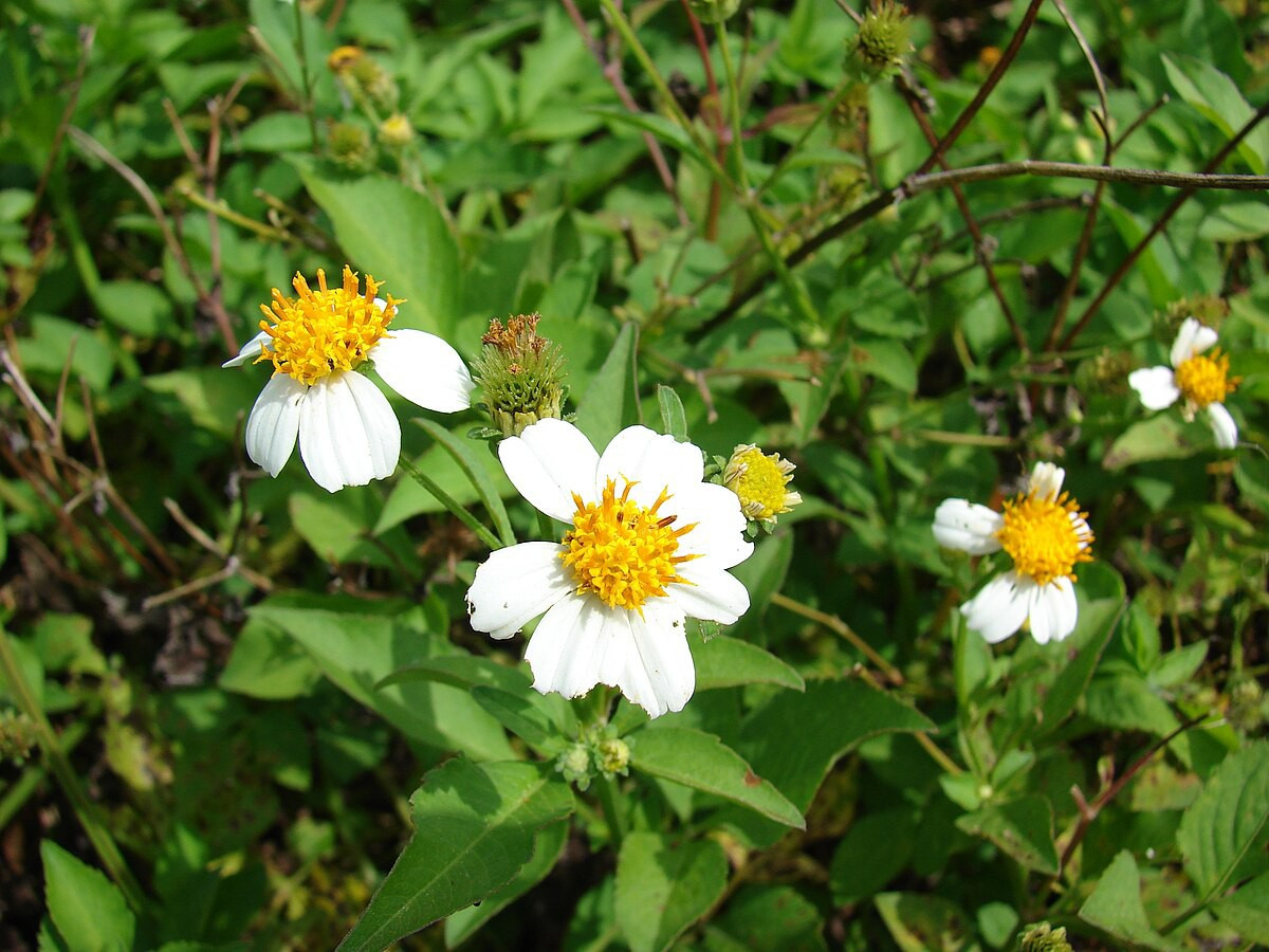 25+ SPANISH NEEDLES * BIDENS ALBA SEEDS * Pollinator Garden * Bee & Butterfly