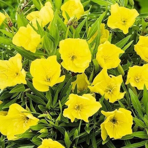 Missouri Yellow Primrose Seeds | Heirloom / Non-GMO | Free Shipping | 1241